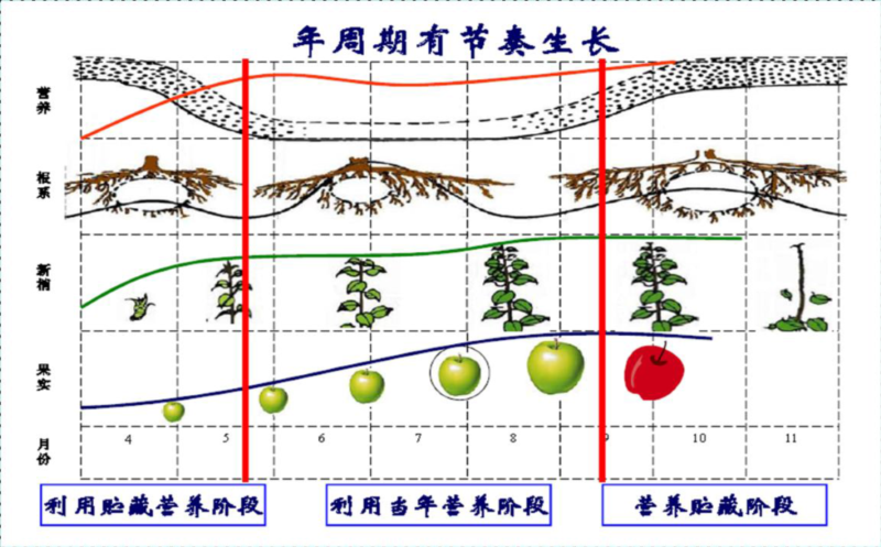 蘋(píng)果111.png